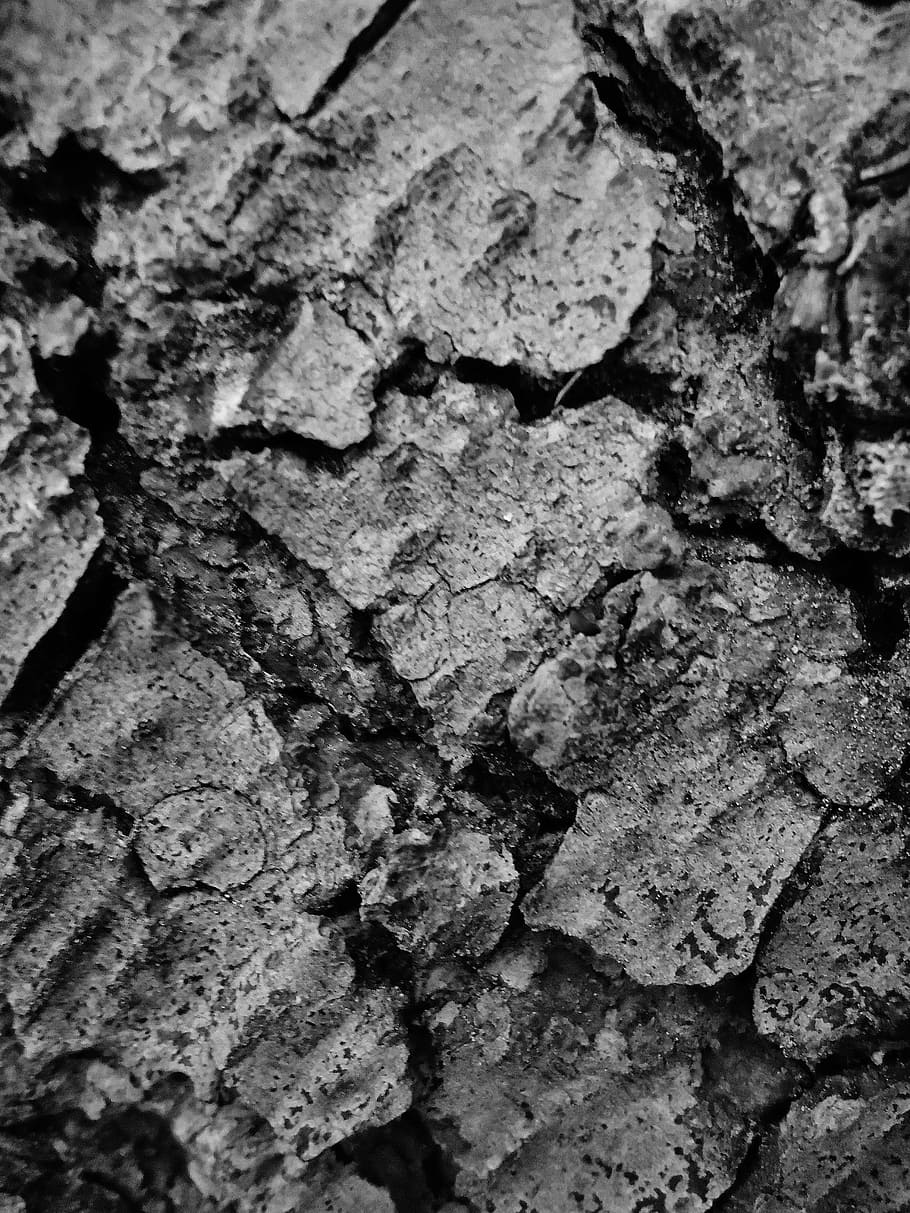 bark, tree, trunk, nature, backgrounds, full frame, textured HD wallpaper