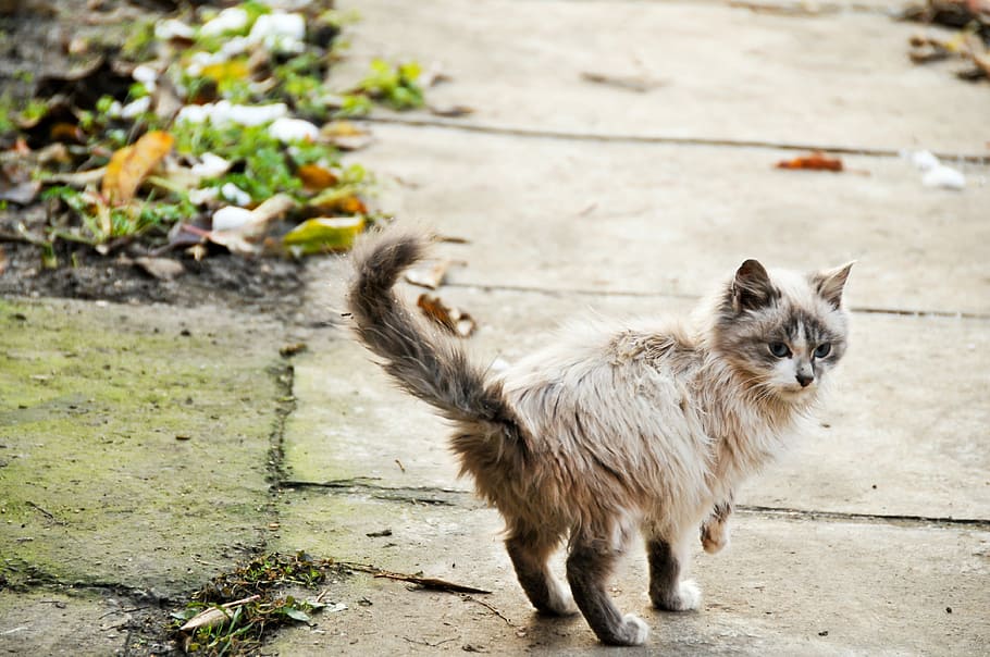 Looking Back, Cat, Domestic, one animal, animal themes, outdoors HD wallpaper