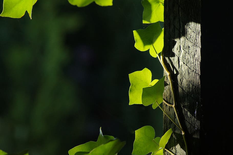 leaf, green, background, ranke, wraps around, entwine, plant HD wallpaper