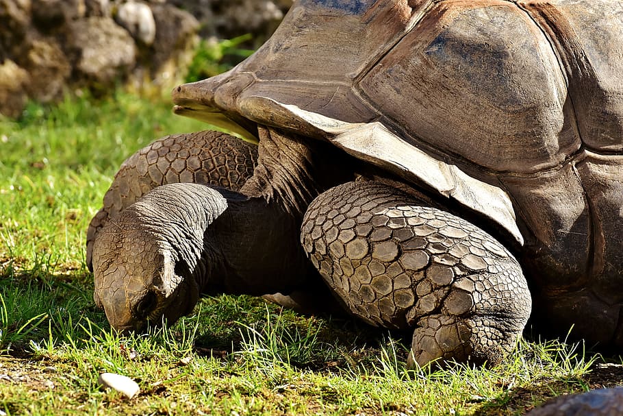 giant tortoises, animals, panzer, zoo, turtle, reptile, tortoise shell