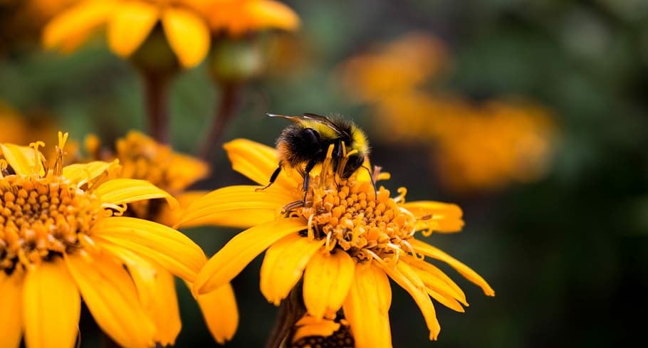 Bee terrific, shallow focus photography of black bee on yellow flower HD wallpaper