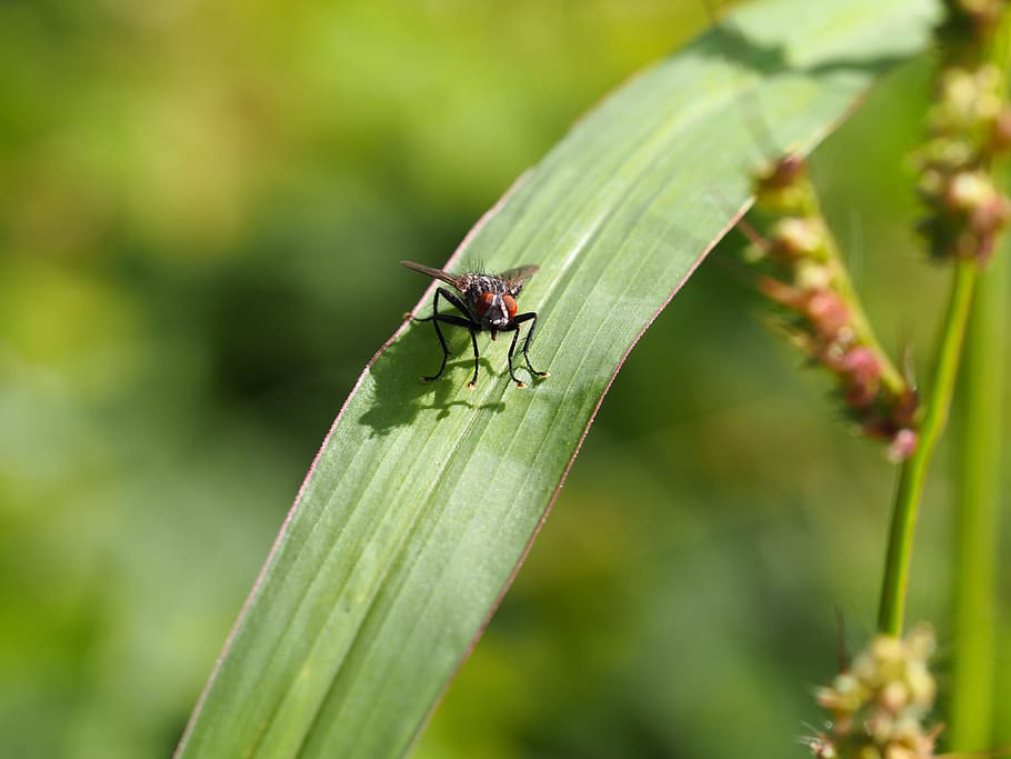 fly, insect, meadow, nature, bio, garden, background, postcard HD wallpaper