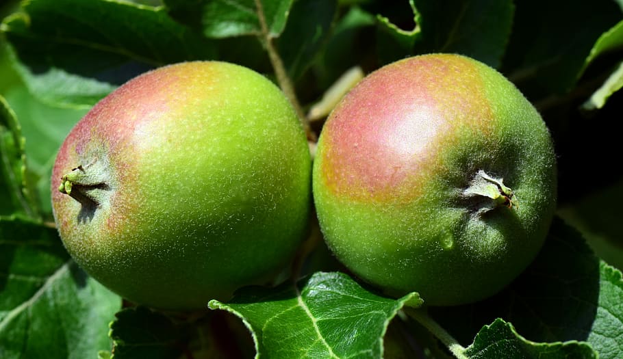 apple, green, fruit, apple tree, kernobstgewaechs, healthy HD wallpaper
