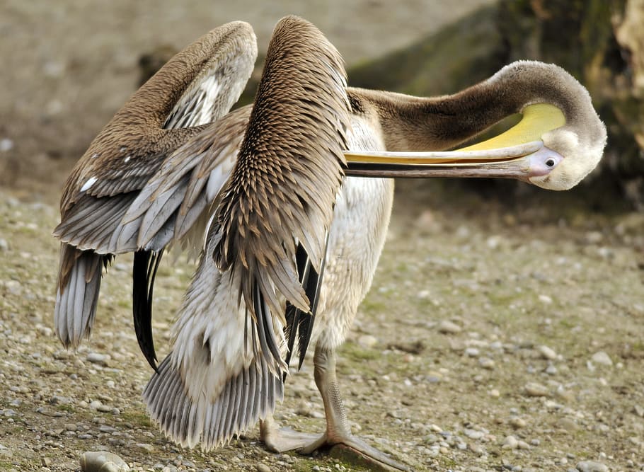 zoo, hellabrunn, munich, animal themes, animal wildlife, animals in the wild HD wallpaper