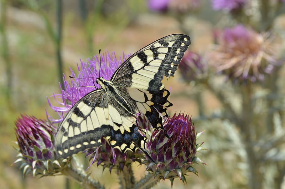 Butterfly, Nature, Spring, Macro, insect, butterfly - insect HD wallpaper