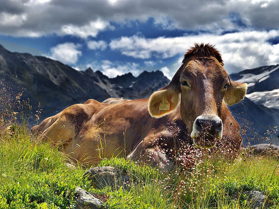 brown cow on green grass during daytime, the alps, mountains