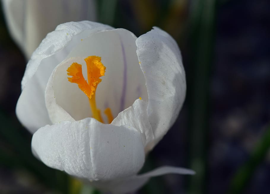 crocus, white, blossom, bloom, pistil, spring, pollen, bee pollen HD wallpaper