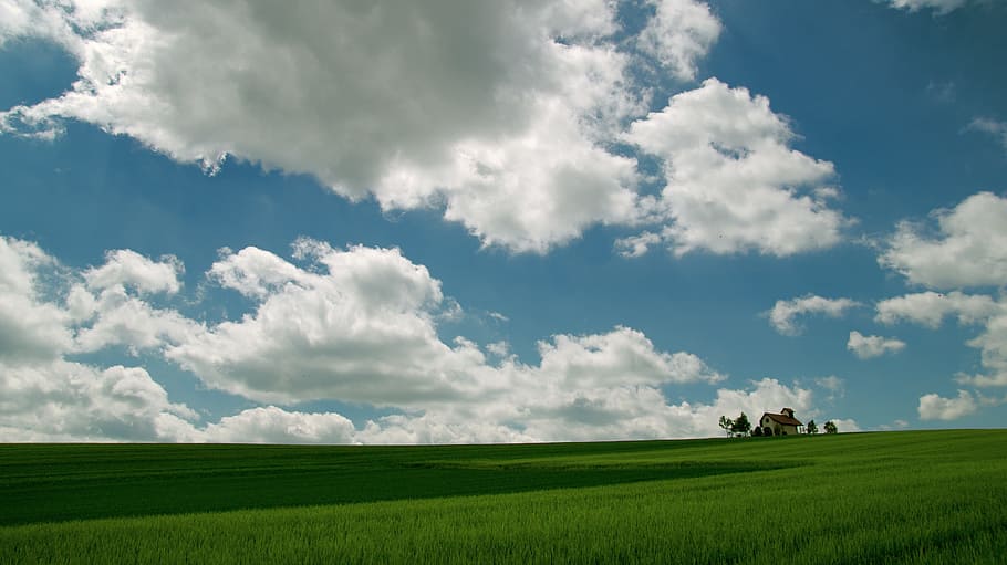 grass fields with view of trees under blue sky and white clouds HD wallpaper