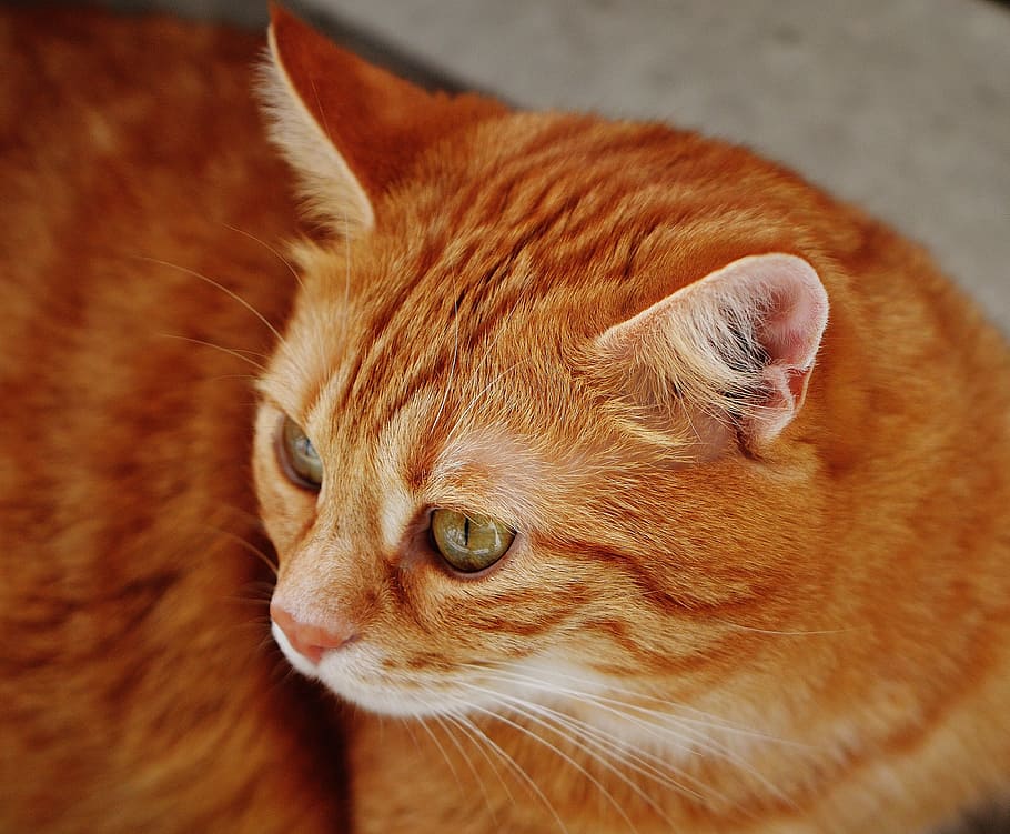 cat, red, cute, mackerel, tiger, sweet, cuddly, animal, domestic cat HD wallpaper
