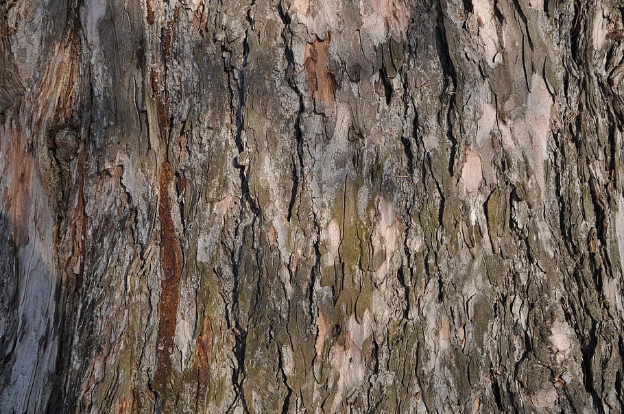 Tree, Trunk, Tree Bark, Texture, large texture, textured, backgrounds HD wallpaper