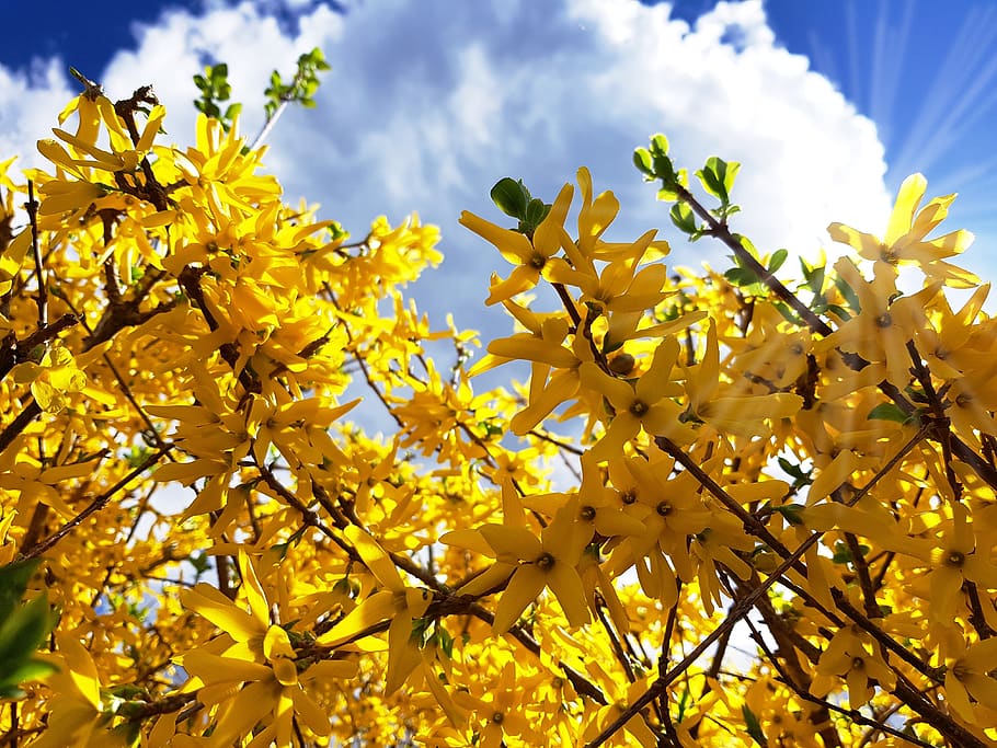 Forsythia 1080P, 2K, 4K, 5K HD wallpapers free download | Wallpaper Flare