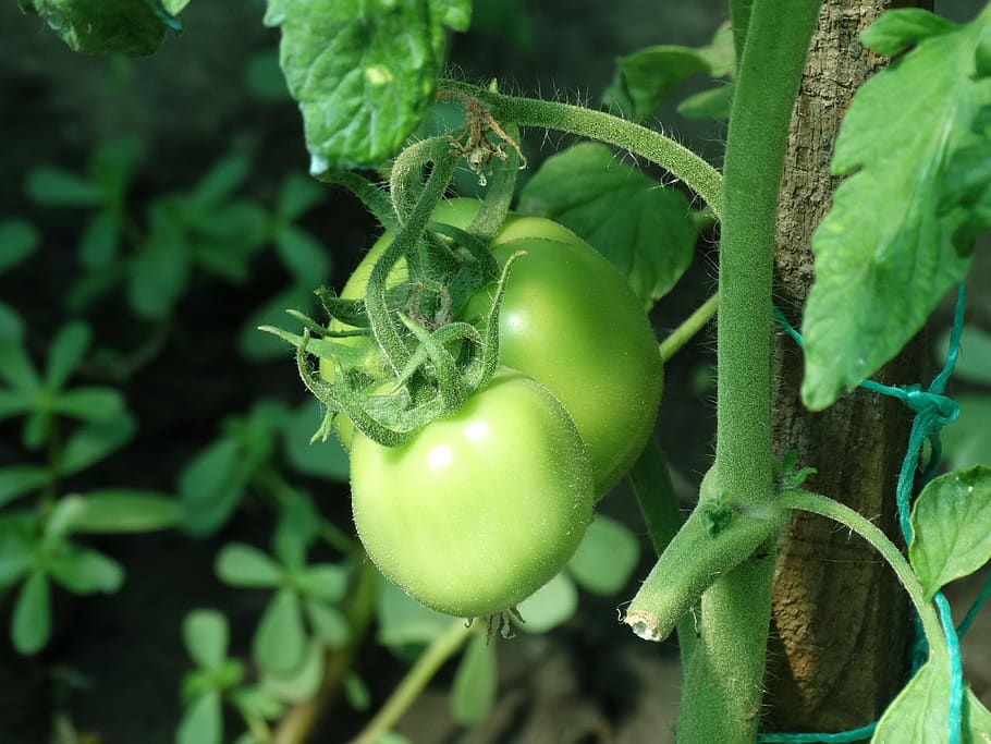 red, tomato, green, vegetables, food, food and drink, growth HD wallpaper