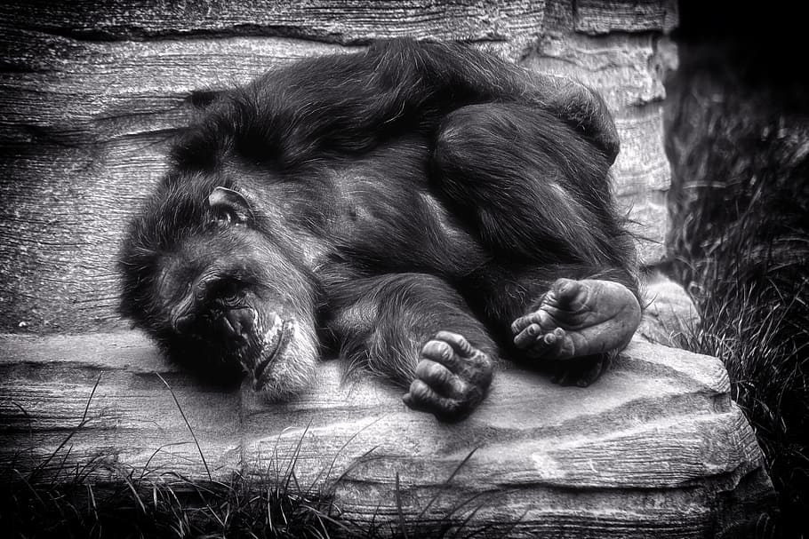 monkey, chimpanse, rest, relax, africa, black white, zoo, nature HD wallpaper