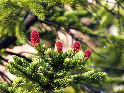 Branches, Tree, Flower, red, nature, christmas, pine Tree, green Color HD wallpaper