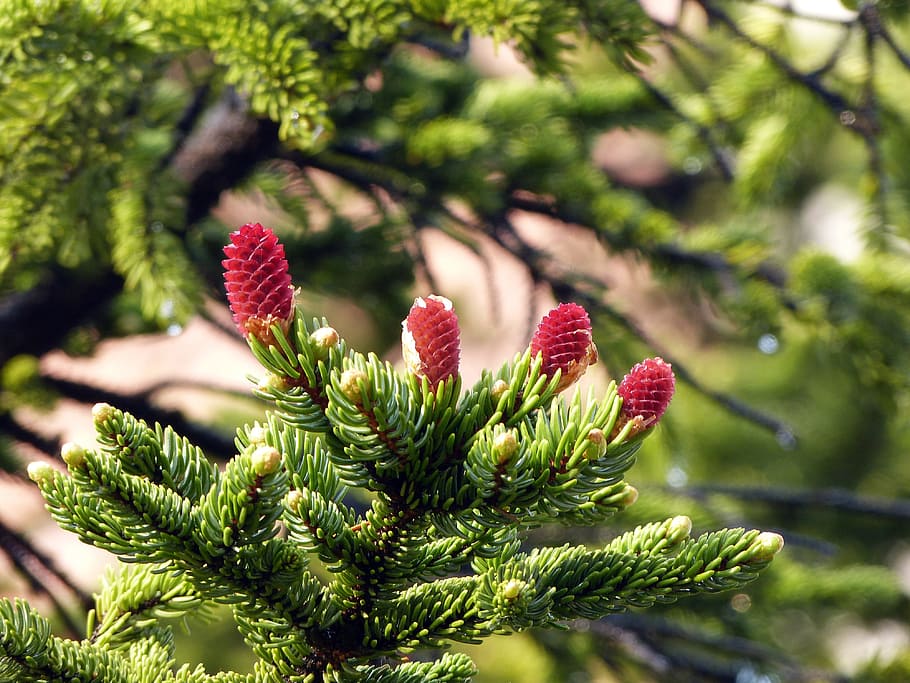 Branches, Tree, Flower, red, nature, christmas, pine Tree, green Color HD wallpaper
