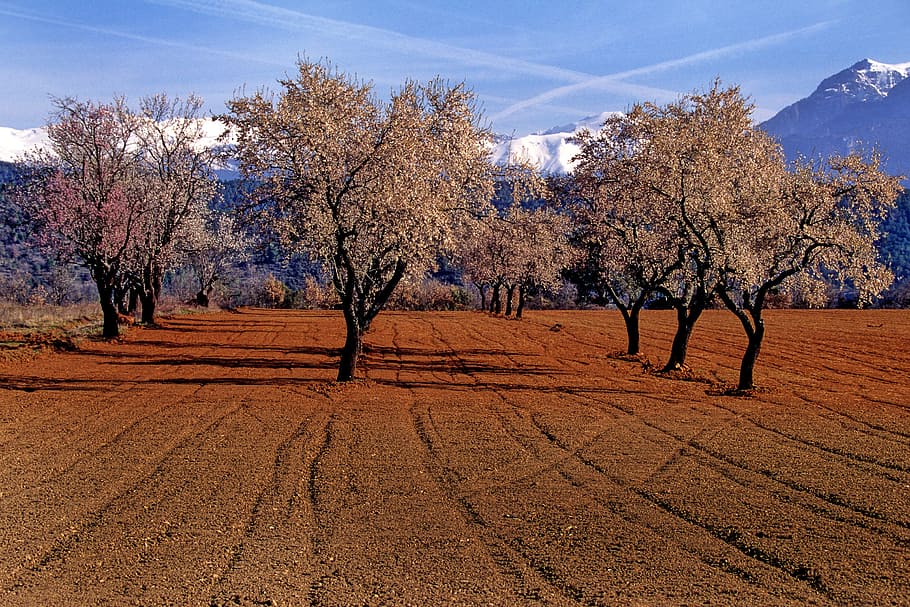 Almond Tree, Trees, Aragon, Nature, landscape, bare tree, scenics, HD wallpaper