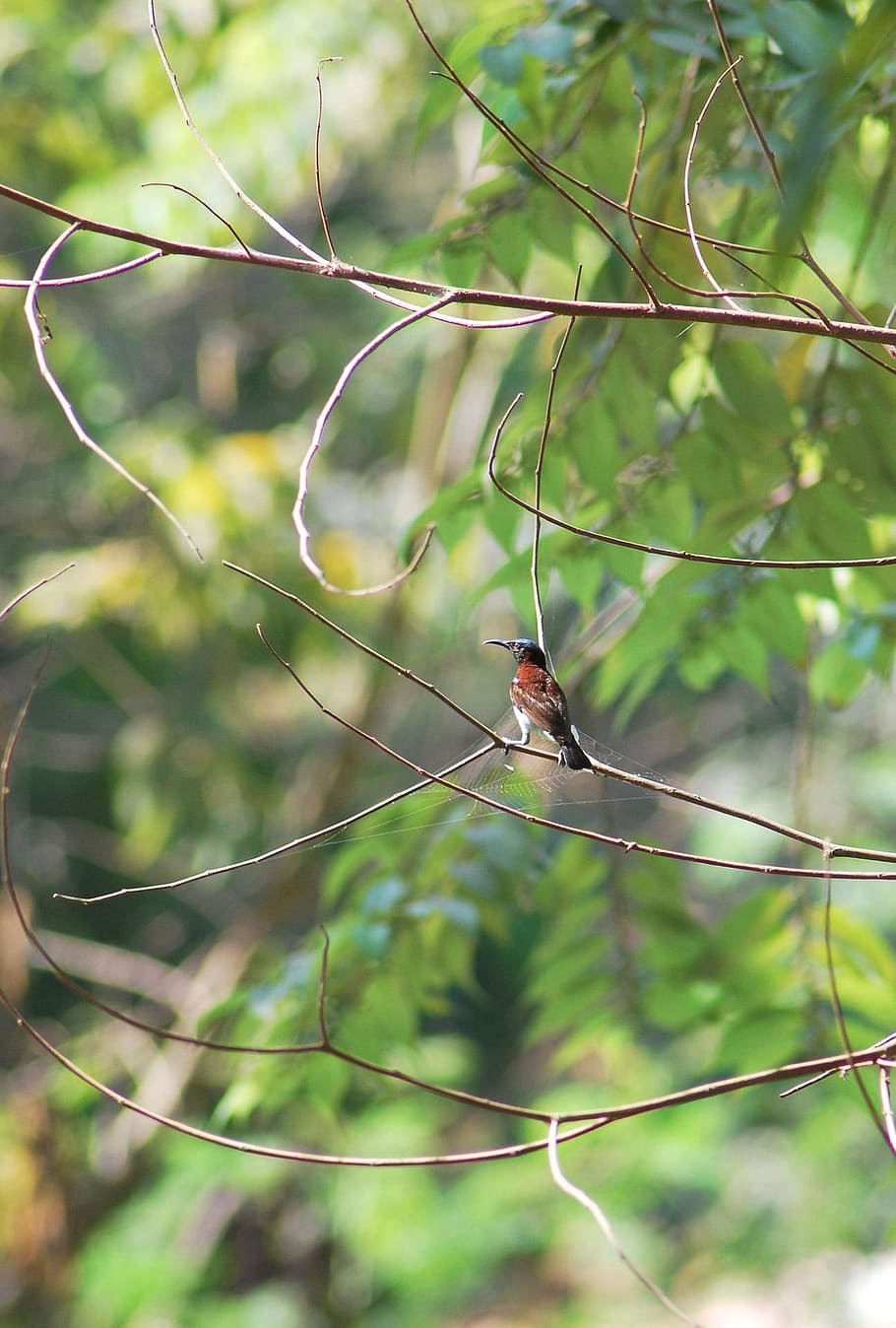 bird, fly, wings, feather, wildlife, beak, dom, outdoor, avian HD wallpaper