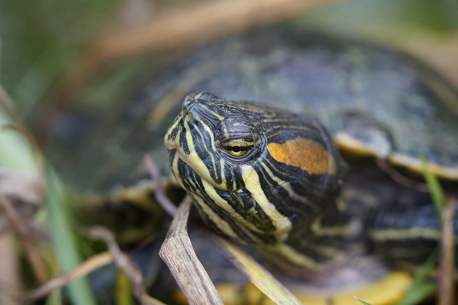 turtle, water turtle, portrait, head, drawing, view, eye, turtle head HD wallpaper