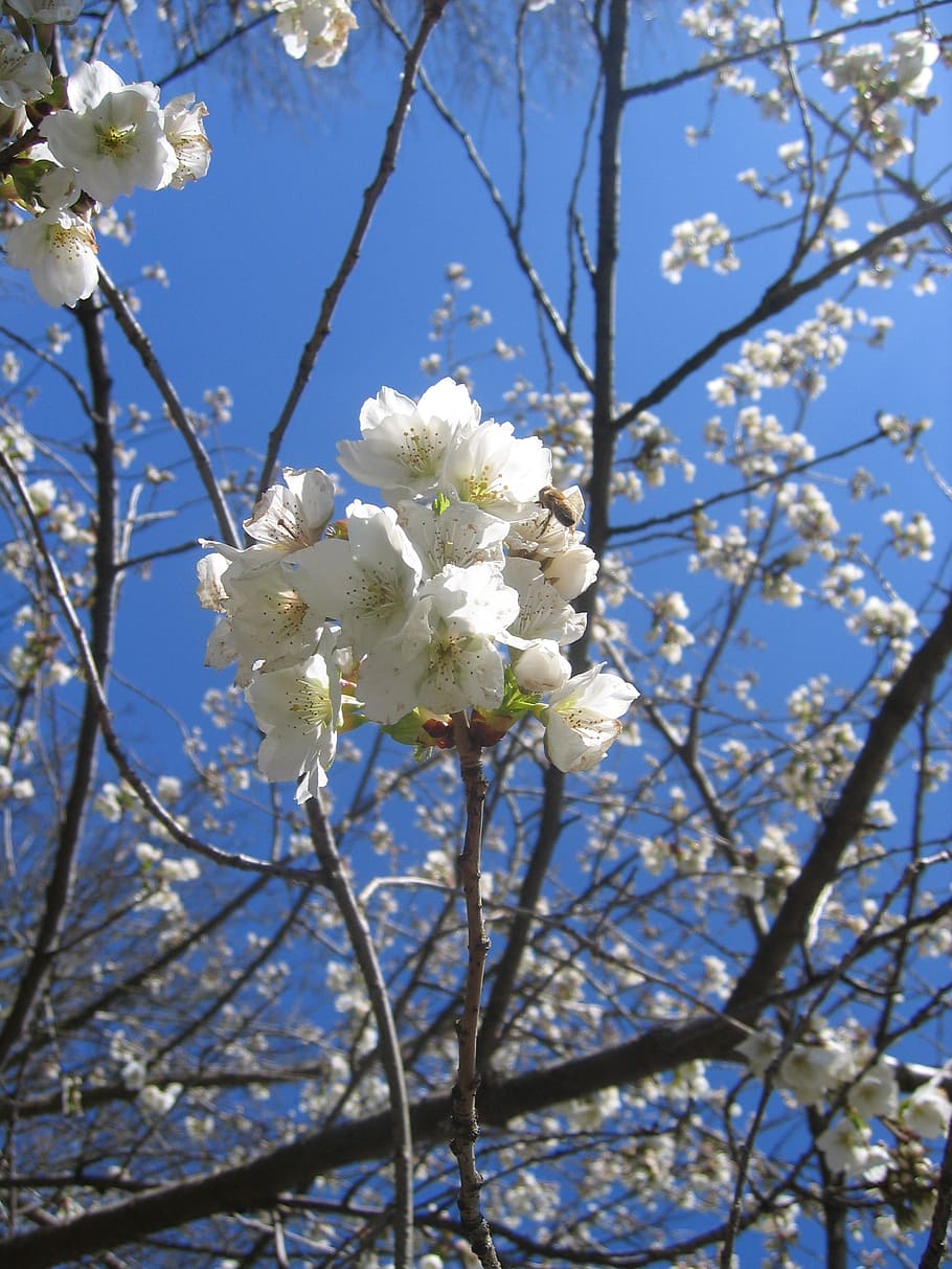 tree, blossom, bloom, spring, apple, cherry, pink, leaves, flower HD wallpaper