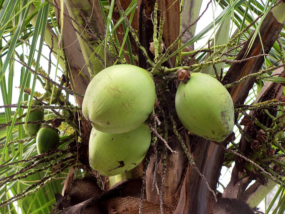 coconuts, fruit, fruits, greens, coconut tree, brazil, nature HD wallpaper