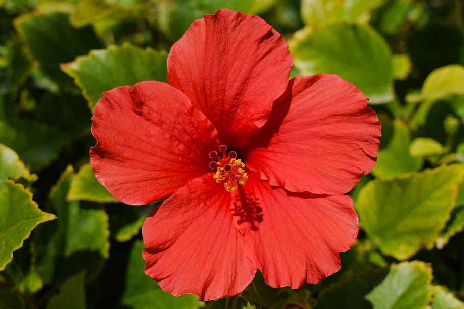 Flower, Nature, Flora, Bloom, red, blossom, blooming, plant HD wallpaper