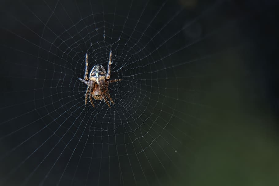 nature, spin, macro, bug, spider web, garden, spider-like, invertebrate HD wallpaper