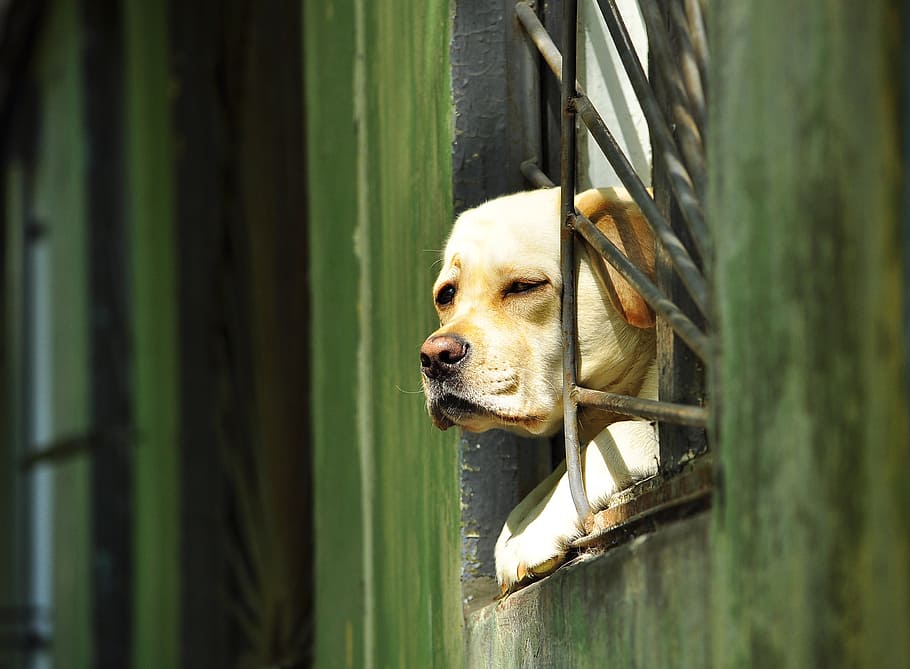 dog, window, grille, views, house, one animal, animal themes HD wallpaper