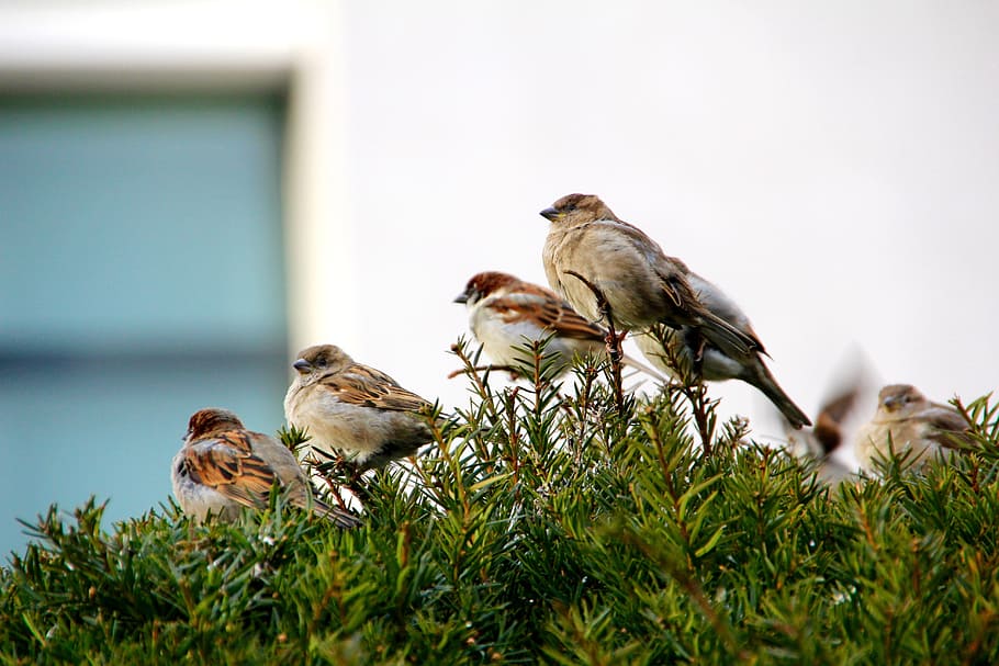 Sparrow, Songbird, Sperling, sitting, branch, house sparrow, HD wallpaper