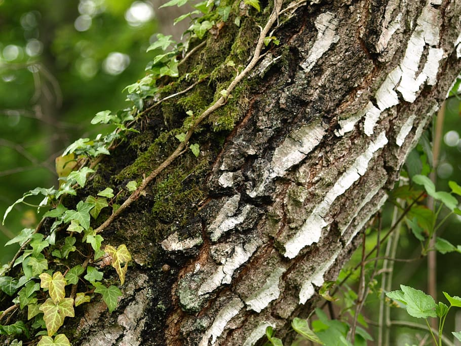 log, birch, bark, ivy, moss, green, tree trunk, plant, growth HD wallpaper
