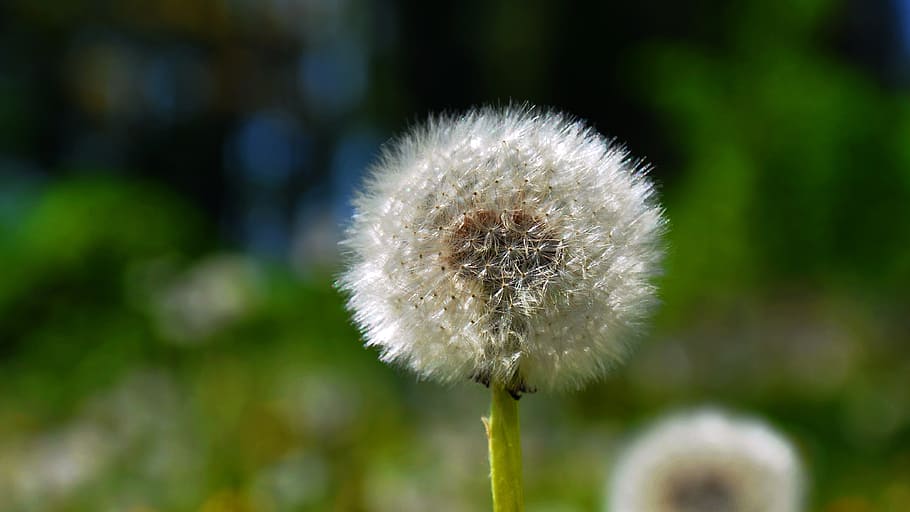 dandelion, spring, sunshine, nature, plant, seed, fluffy, summer HD wallpaper