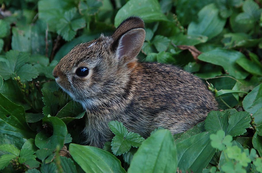 gray and brown rabbit closeup photo, bunny, cute, adorable HD wallpaper