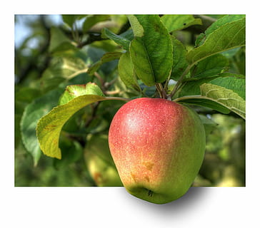 green and red honeycrisp apple, fruit, apple tree, hdr, ebv HD wallpaper