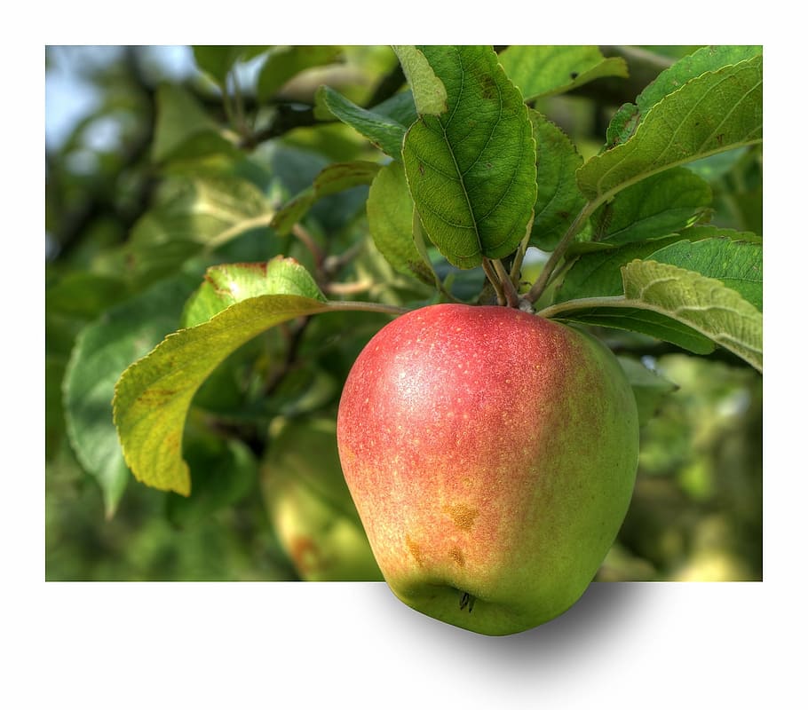 green and red honeycrisp apple, fruit, apple tree, hdr, ebv, out of the frame, HD wallpaper