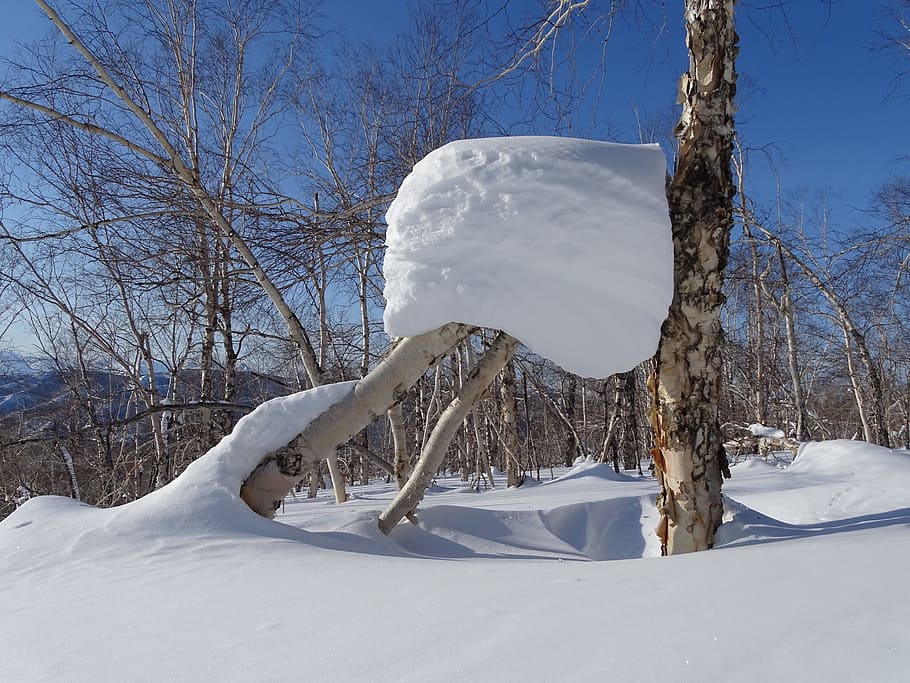 forest, snowdrift, snow cap, tree, birch, winter, coldly, nature HD wallpaper