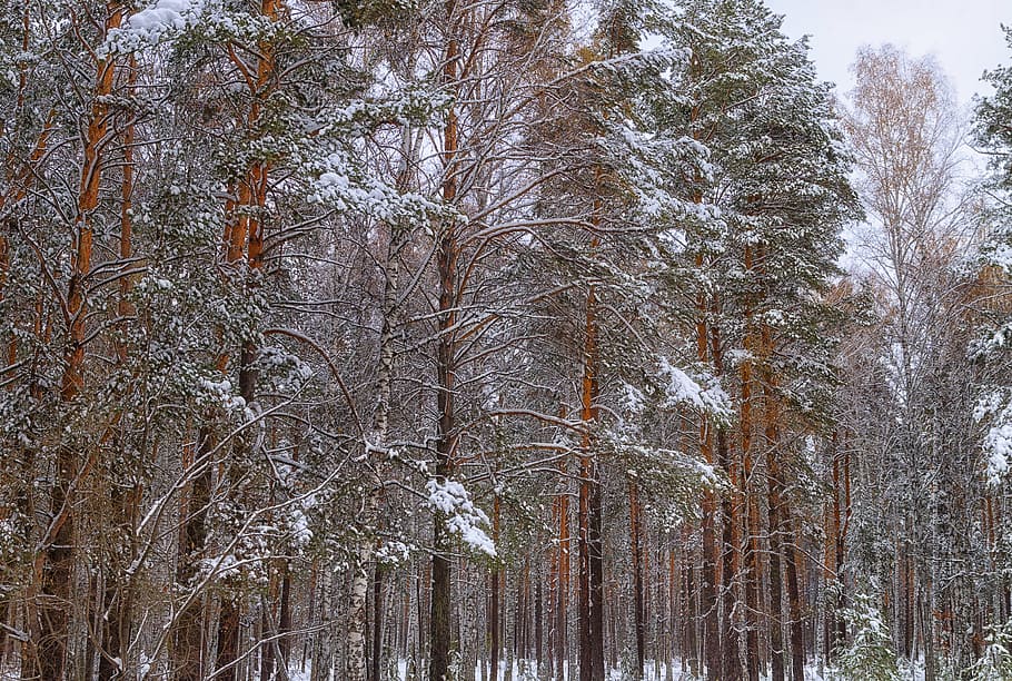 forest, snow, winter, winter forest, trees, nature, snow winter nature HD wallpaper