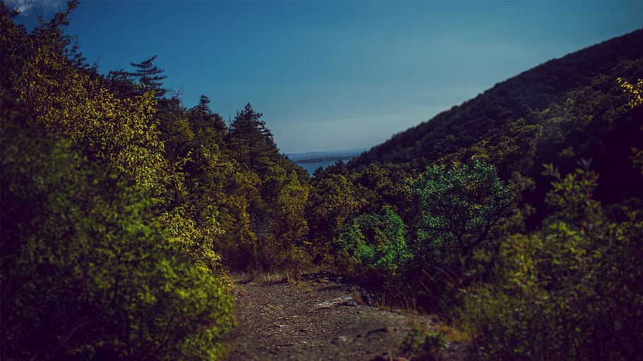 landscape, forest, nature, timber, plant, tree, sky, beauty in nature HD wallpaper