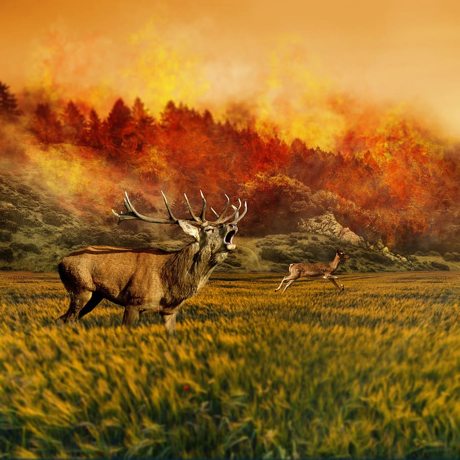 painting of moose and deer with wildfire background, hirsch, roe deer