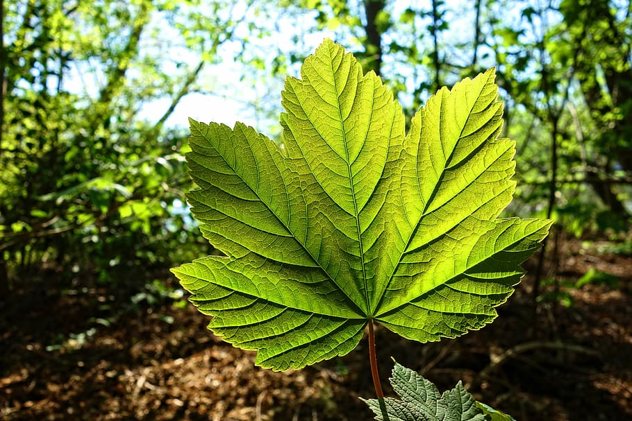 green leafed plant, vein, pattern, young leaf, spring leaf HD wallpaper