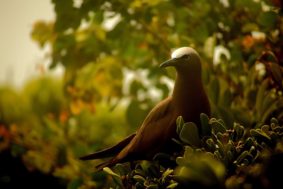 Brown noody in Great Bird Island., brown pigeon illustration HD wallpaper