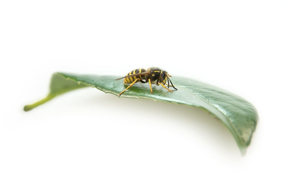 Wasp, Insect, Close, Macro, Summer, sting, leaf, yellow, nature HD wallpaper