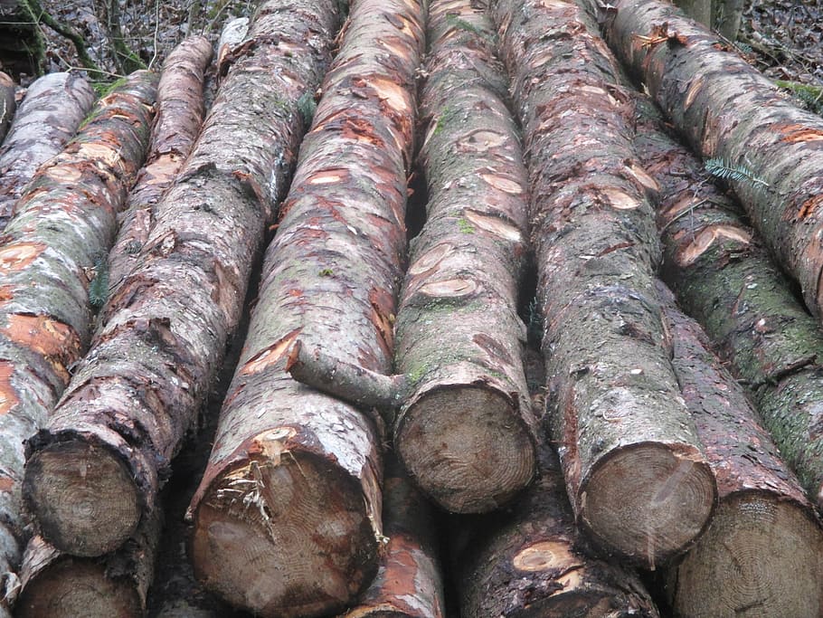 forest, tree trunks, like, stacked, holzstapel, forestry, food HD wallpaper