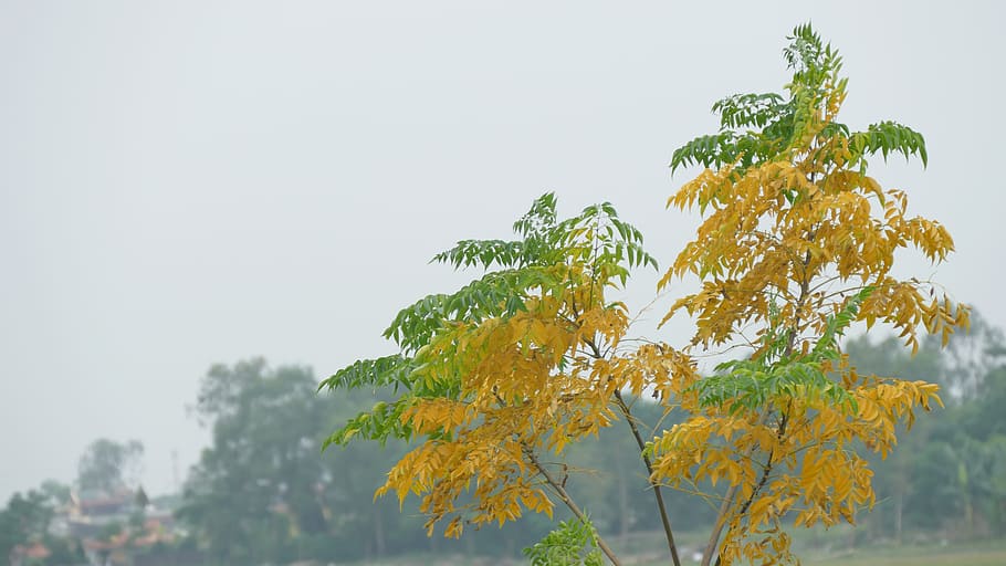 tree, nature, yellow, plant, leaf, autumn, plant part, sky HD wallpaper