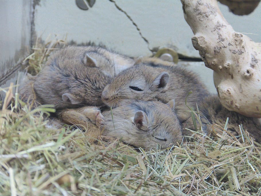 three brown rodents inside pet cage, gerbils, mongolia, mouse