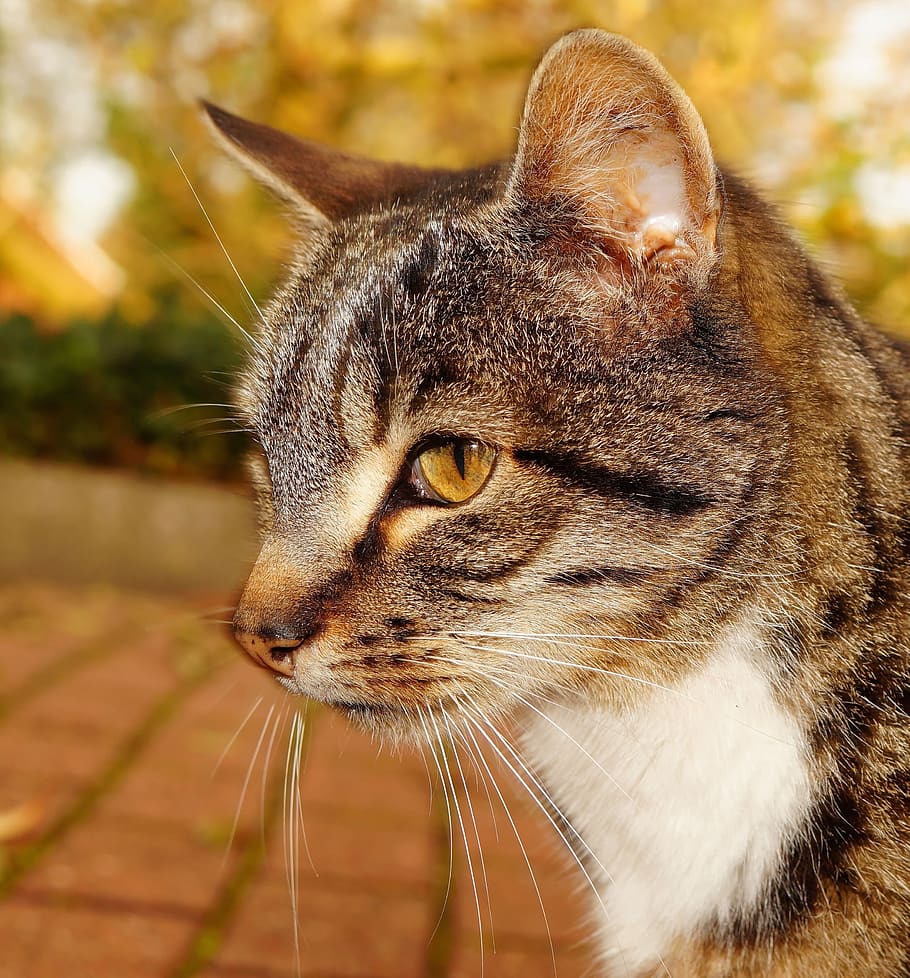 cat, head, portrait, cat face, cat's eyes, domestic cat, view HD wallpaper