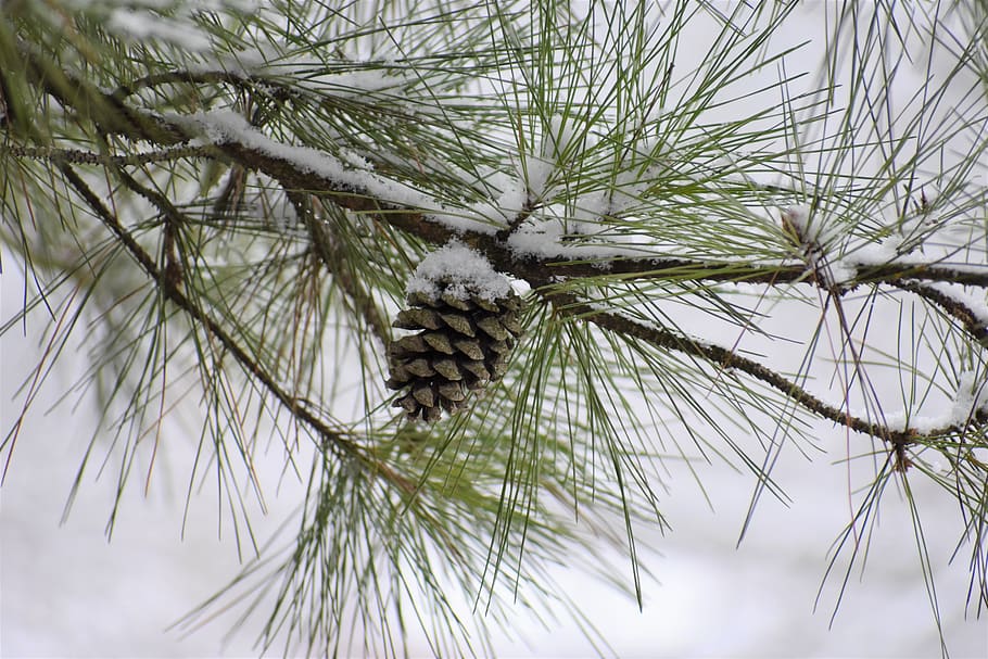 pine, needle, winter, tree, branch, plant, nature, close-up HD wallpaper