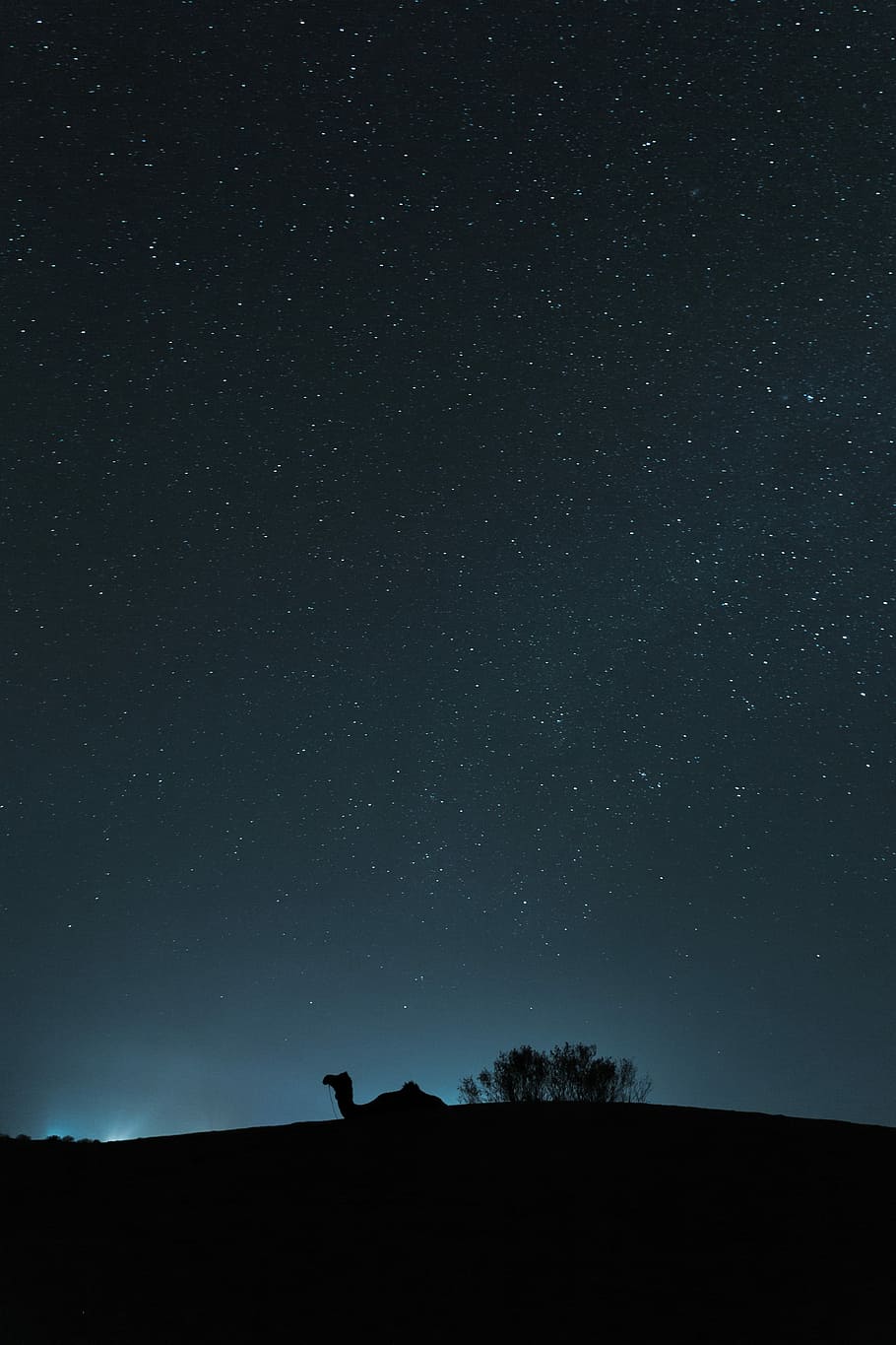 CamelScape, camel silhouette at night, star, sky, sillhoutte