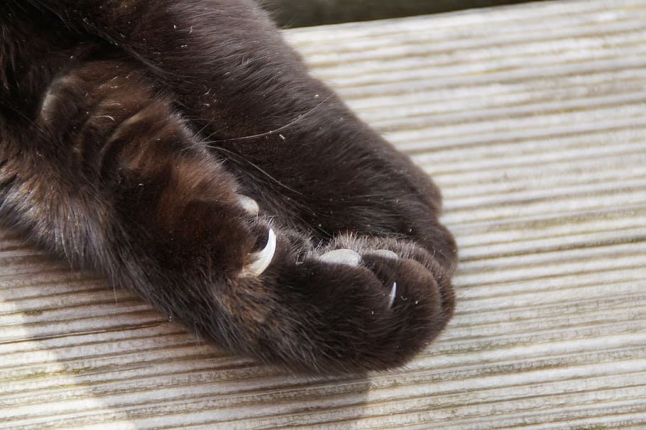 paw, cat paw, foot, cat's paw, ten, animal, animal paws, claw, HD wallpaper