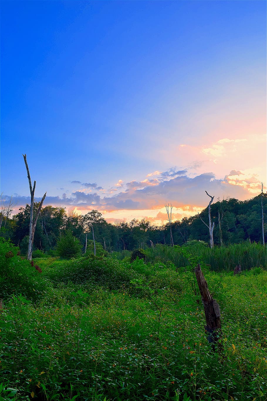 field, sunset, trees, summer, nature, landscape, sky, green HD wallpaper