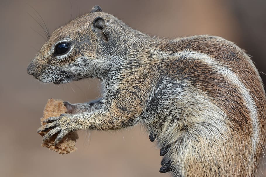 Ground Squirrel, Animal, chipmunk, food, one animal, animal wildlife HD wallpaper