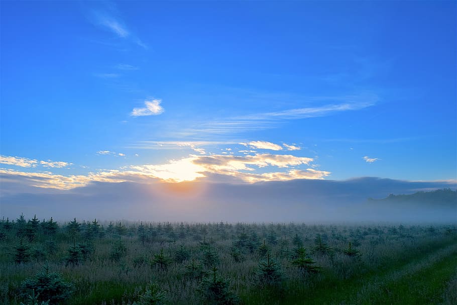 sunrise, field, mist, pine trees, morning, landscape, nature HD wallpaper